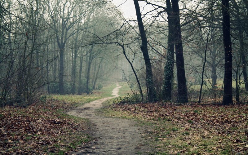 Path Through Leafless Trees — Brown, Misty