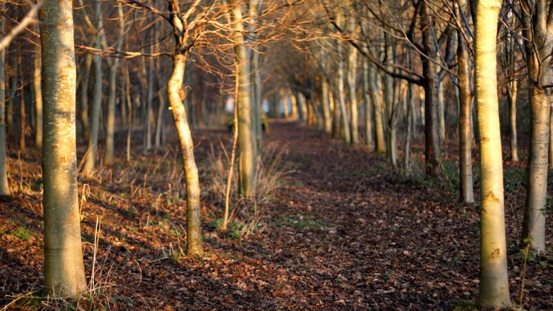 Path Through Leafless Trees — Brown, Serene, Autumn