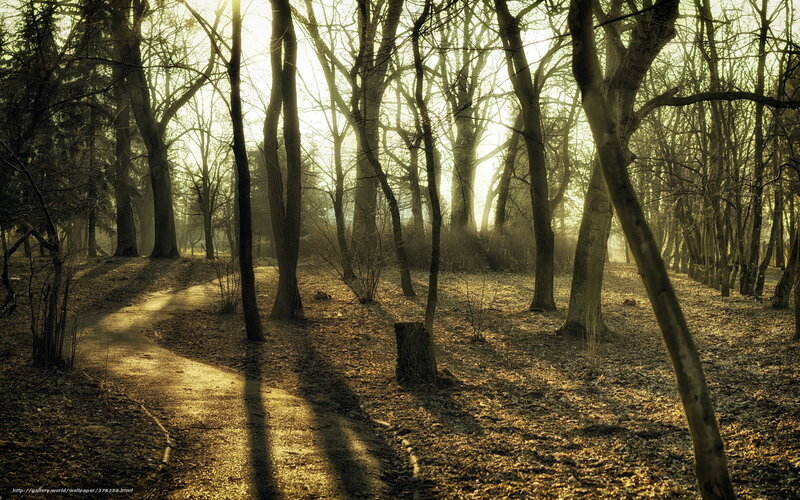 Path Through Leafless Trees — Brown, Serene