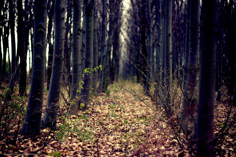 Path Through Leafless Trees — Brown, Somber