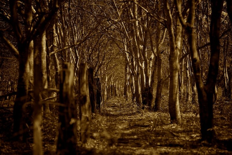 Path Through Leafless Trees — Brown