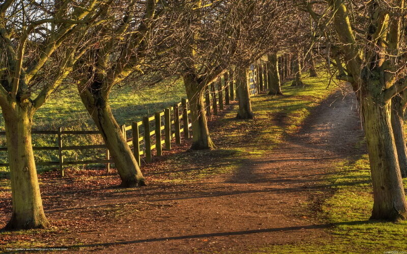 Path through leafless trees