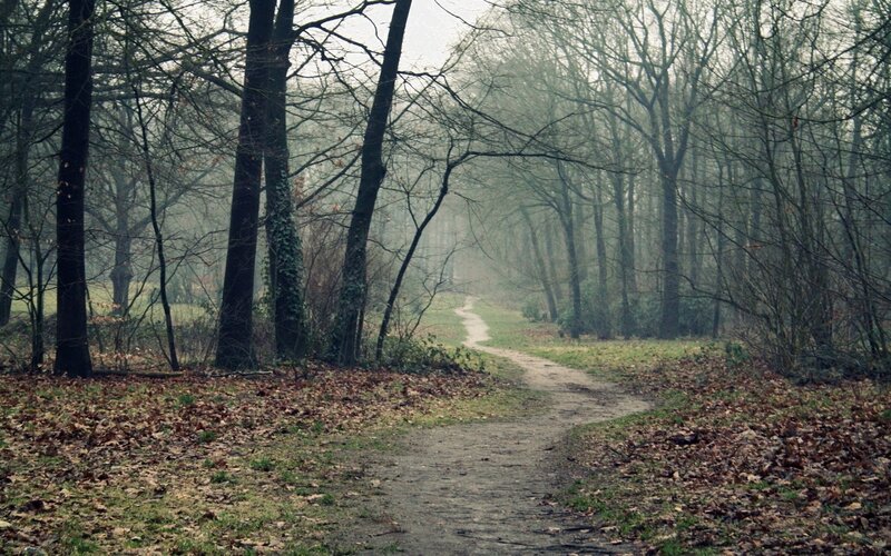 Path Through Leafless Woods