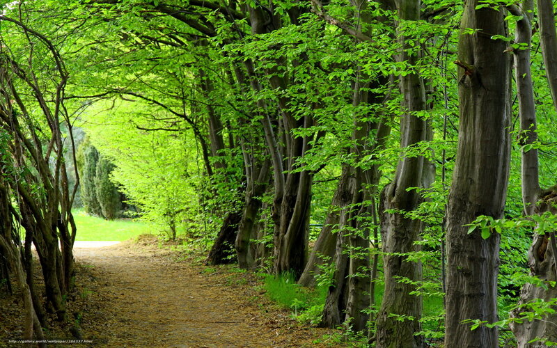 Path Through Leafy Trees — Green, Serene