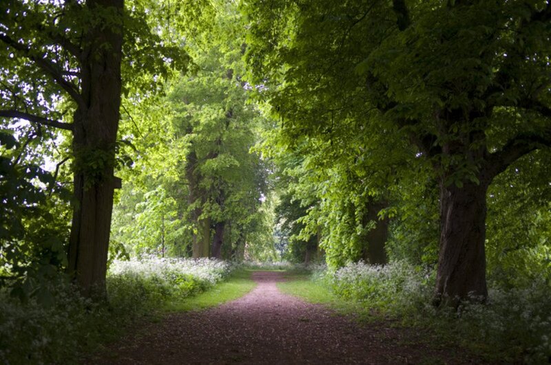 Path Through Leafy Trees — Green