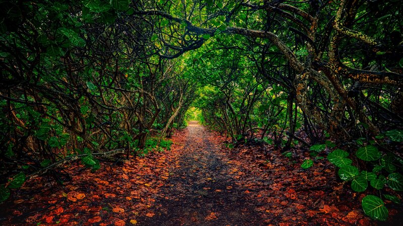 Path Through Leafy Tunnel