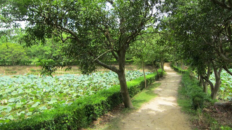 Path Through Lotus Pond