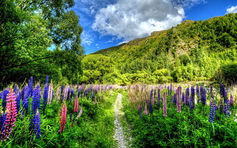 Path Through Lupine Field — Green, Serene