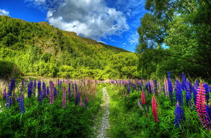 Path Through Lupine Field — Green