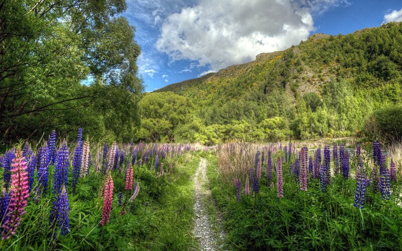 Path through lupine field