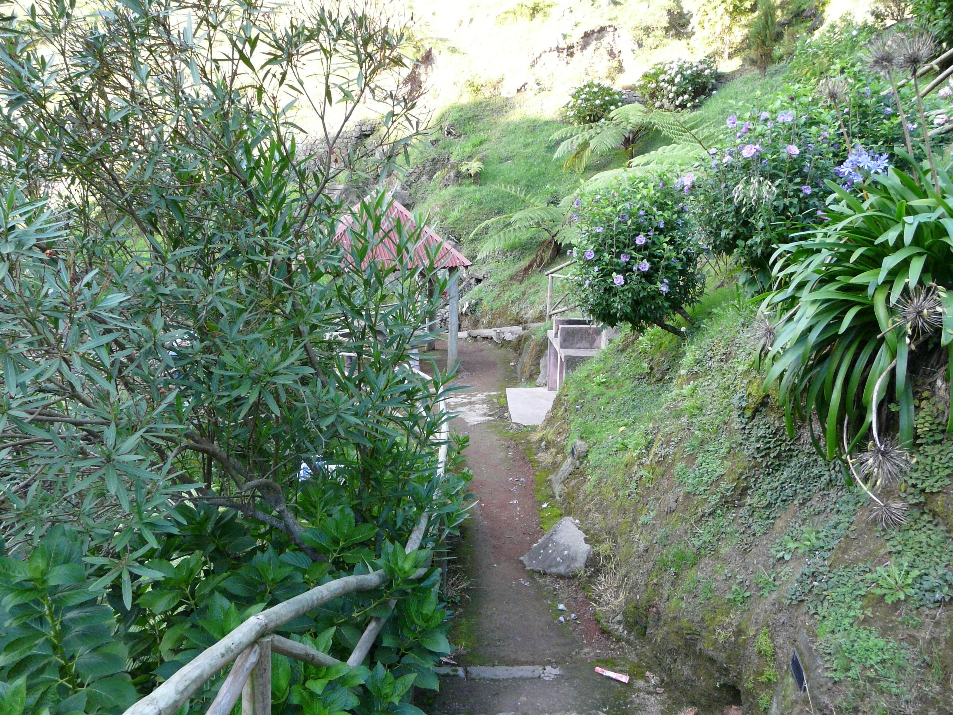 path through lush garden