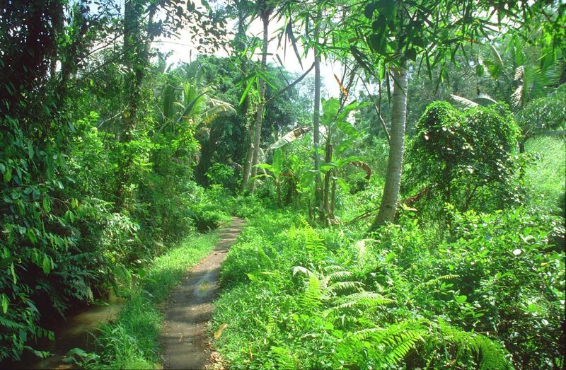 Path through lush tropical forest