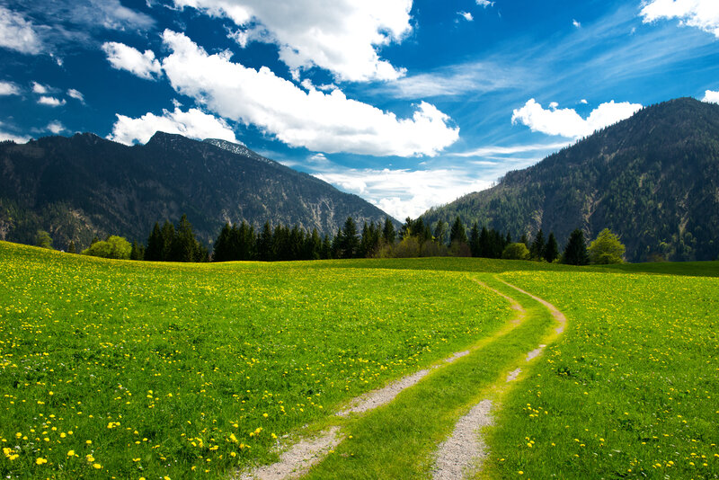 Path Through Meadow — Green