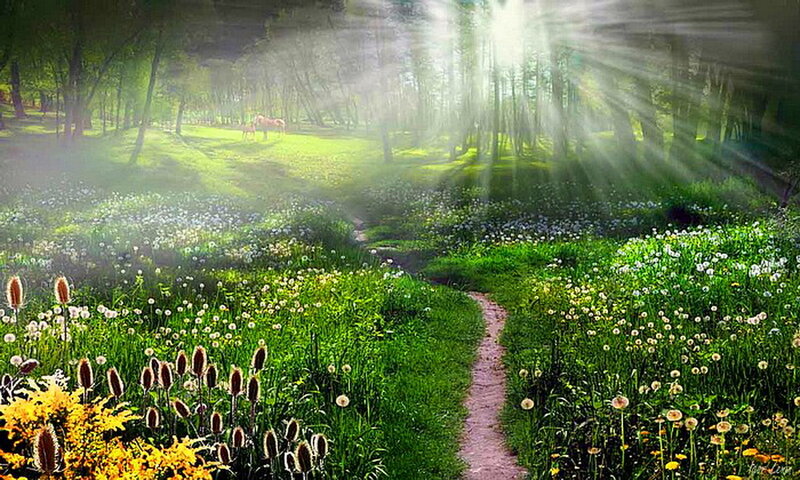 Path Through Meadow