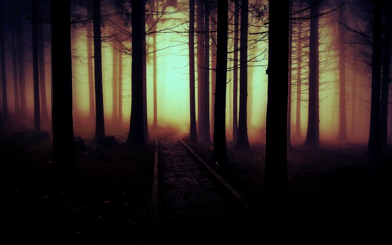 Path Through Misty Forest — Black, Mysterious