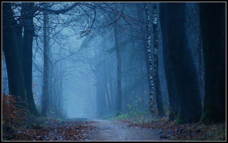 Path Through Misty Forest — Blue, Autumn