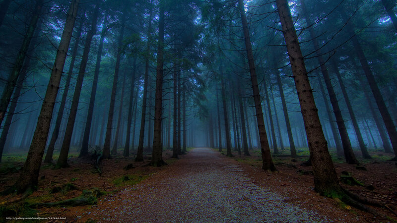 Path Through Misty Forest — Blue, Mysterious, Night, Photograph