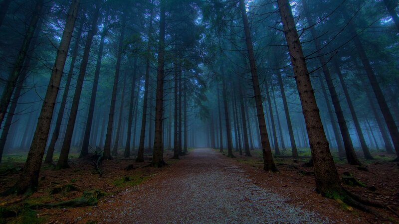 Path Through Misty Forest — Blue, Mysterious, Night, Photograph, Trees, Fog, Green, Brown