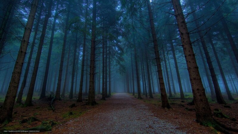 Path Through Misty Forest — Blue, Mysterious, Night, Photograph, Trees, Fog