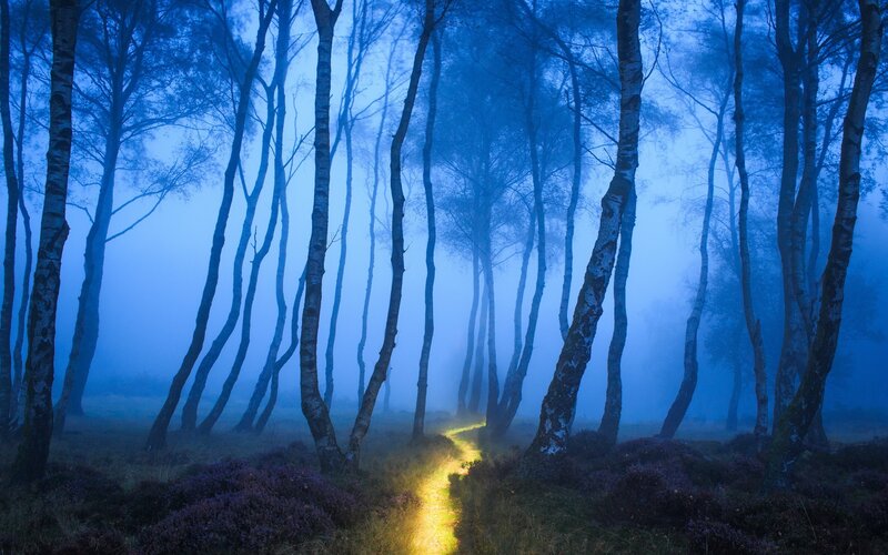 Path Through Misty Forest — Blue, Mysterious, Night, Photograph, Trees