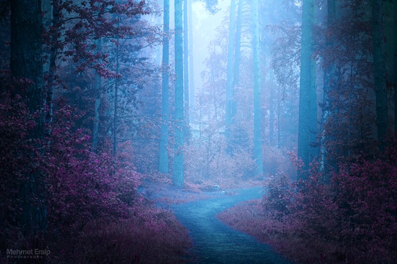 Path Through Misty Forest — Blue, Mystical