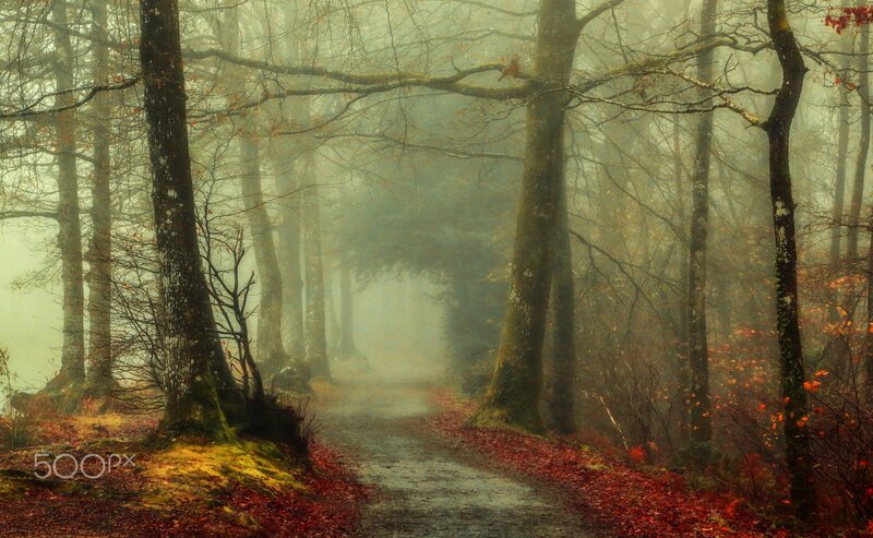 Path Through Misty Forest — Brown, Autumn