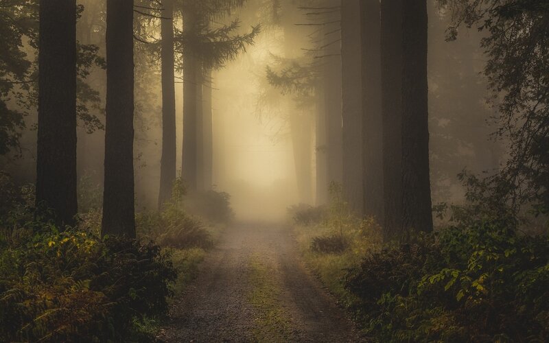 Path Through Misty Forest — Brown, Morning