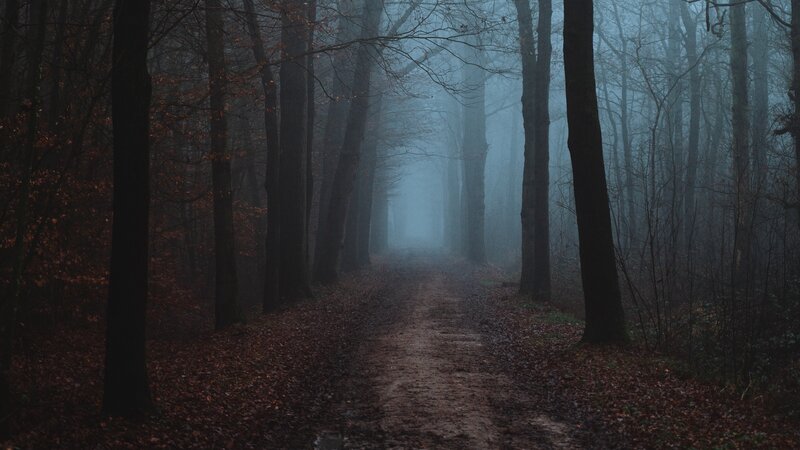 Path Through Misty Forest — Brown, Mysterious, Autumn