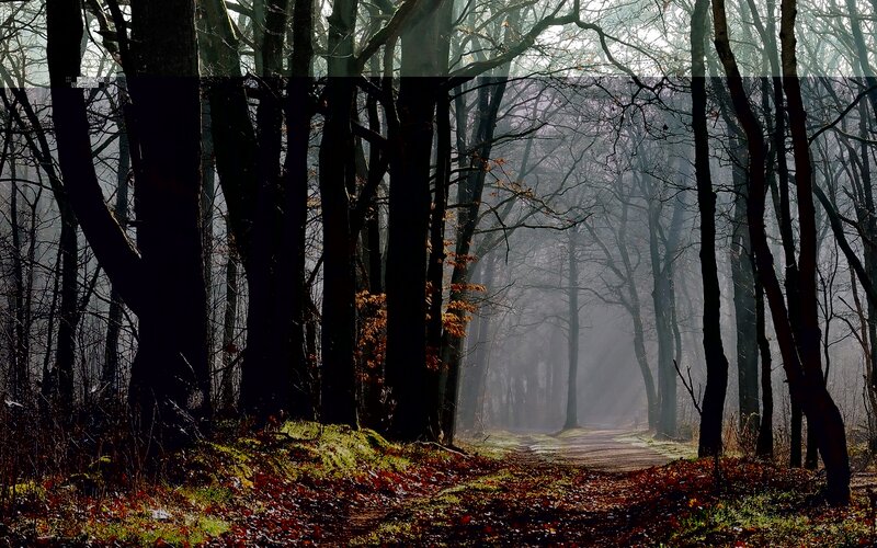 Path Through Misty Forest — Brown
