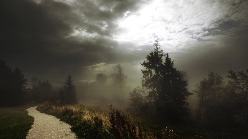 Path Through Misty Forest — Gray, Dramatic