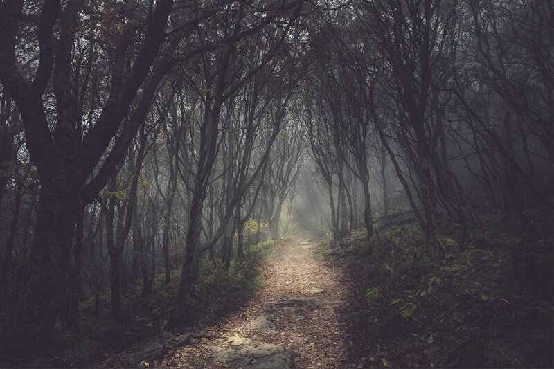 Path Through Misty Forest — Gray