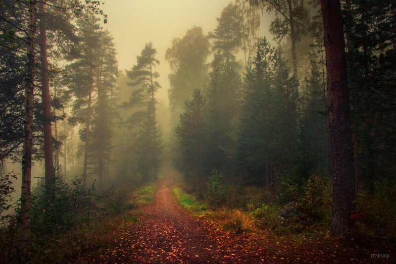 Path Through Misty Forest — Green, Autumn, Photograph