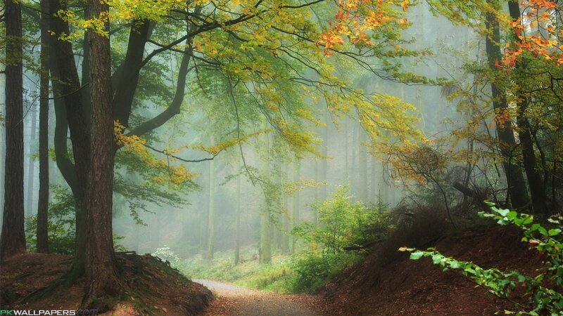 Path Through Misty Forest — Green, Autumn