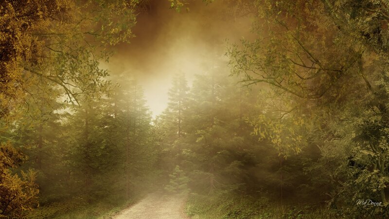 Path Through Misty Forest — Green, Morning, Photograph