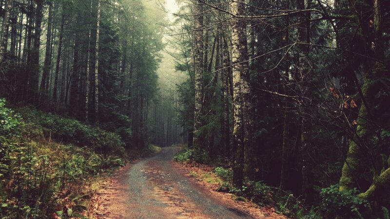 Path Through Misty Forest — Green, Morning, Photograph, Trees, Fog, Moss, Fallen Leaves