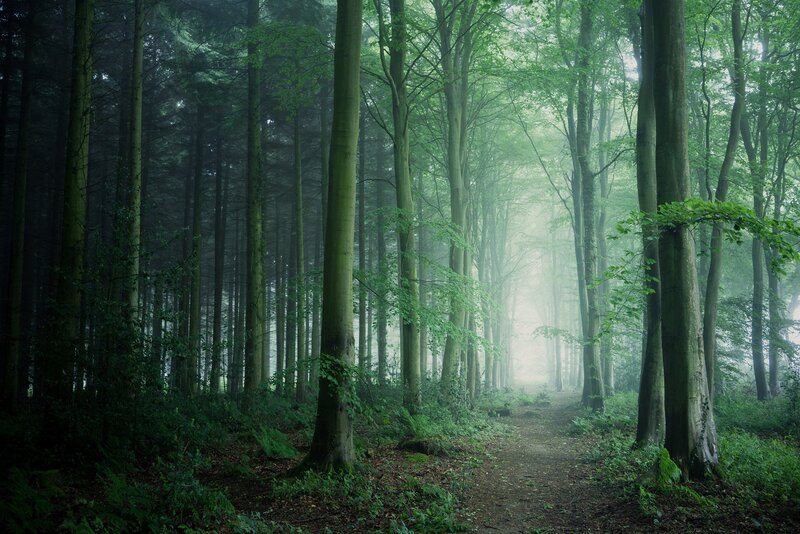 Path Through Misty Forest — Green, Morning, Photograph, Trees, Fog, Trail