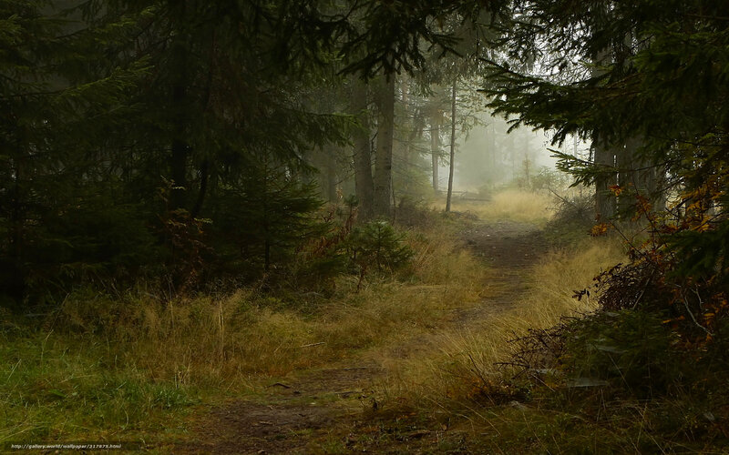 Path Through Misty Forest — Green, Morning, Photograph, Trees, Grass
