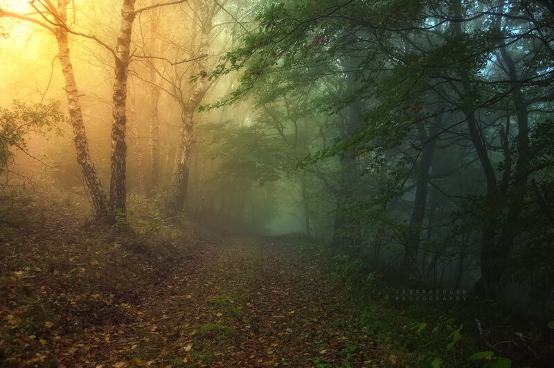 Path Through Misty Forest — Green, Morning, Photograph, Trees