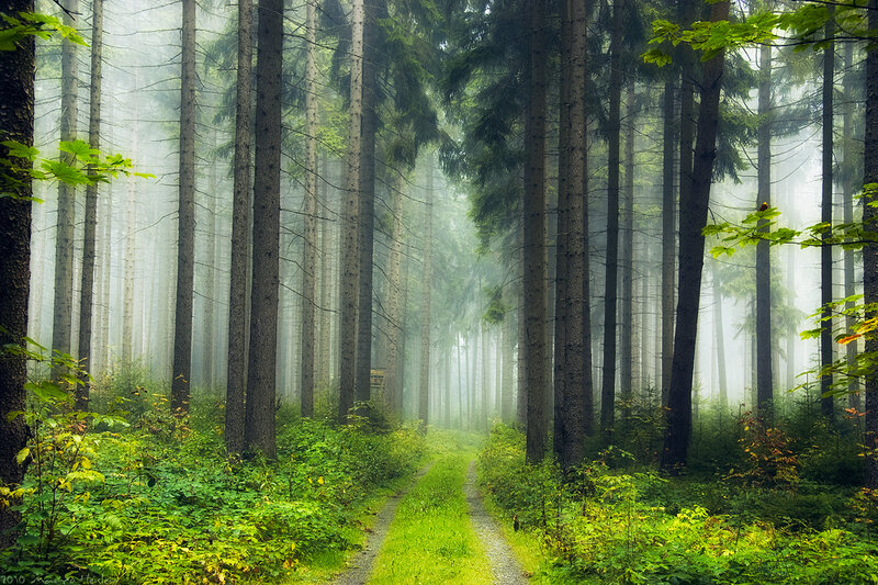Path Through Misty Forest — Green, Morning