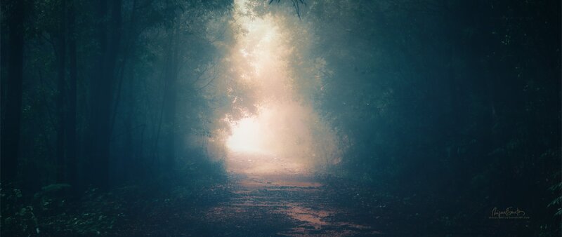 Path Through Misty Forest — Green, Mysterious, Morning