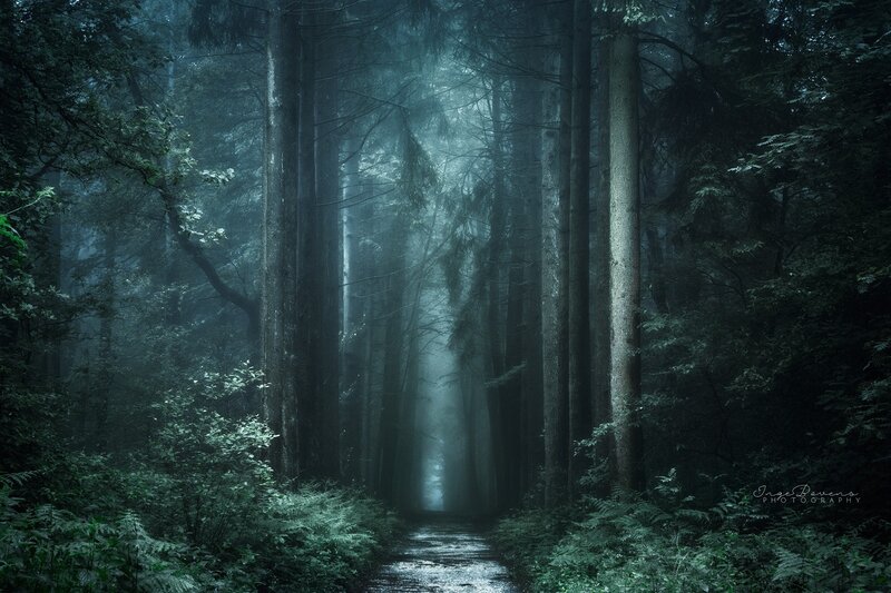 Path Through Misty Forest — Green, Mysterious, Night
