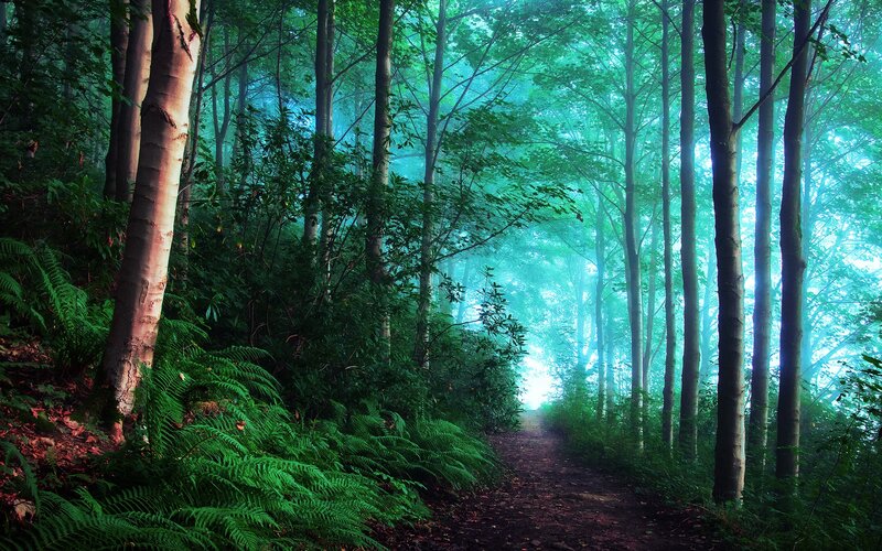 Path Through Misty Forest — Green, Serene, Morning, Photograph