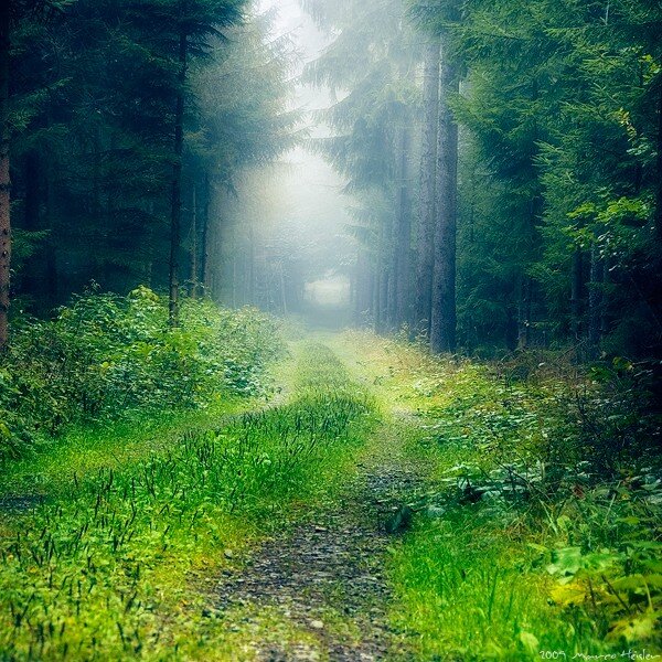 Path Through Misty Forest — Green, Serene, Morning, Photograph, Trees, Fog, Grass