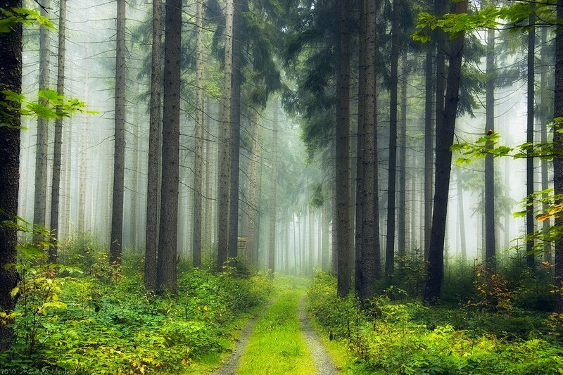 Path Through Misty Forest — Green, Serene, Morning, Photograph, Trees, Fog