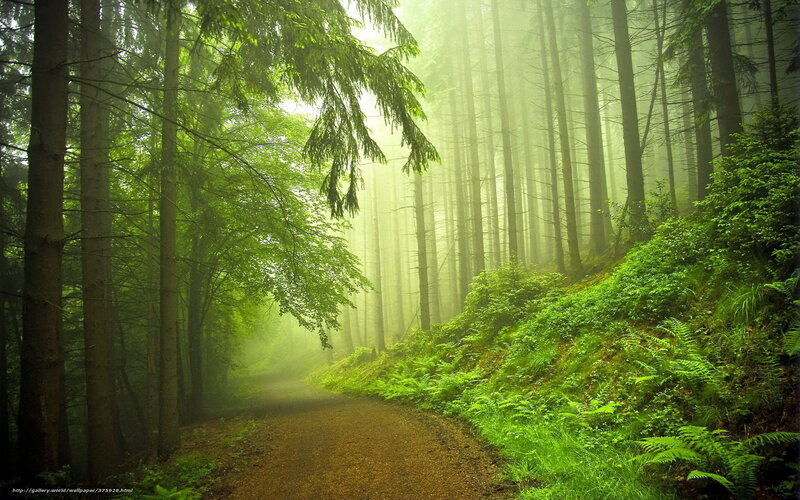 Path Through Misty Forest — Green, Serene, Morning