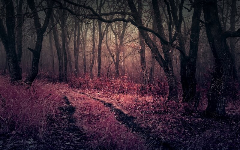 Path Through Misty Forest — Purple
