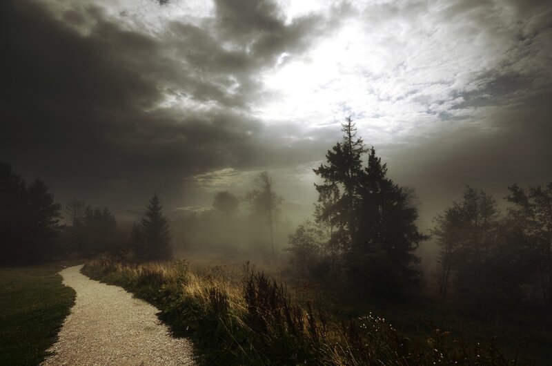 Path through misty forest