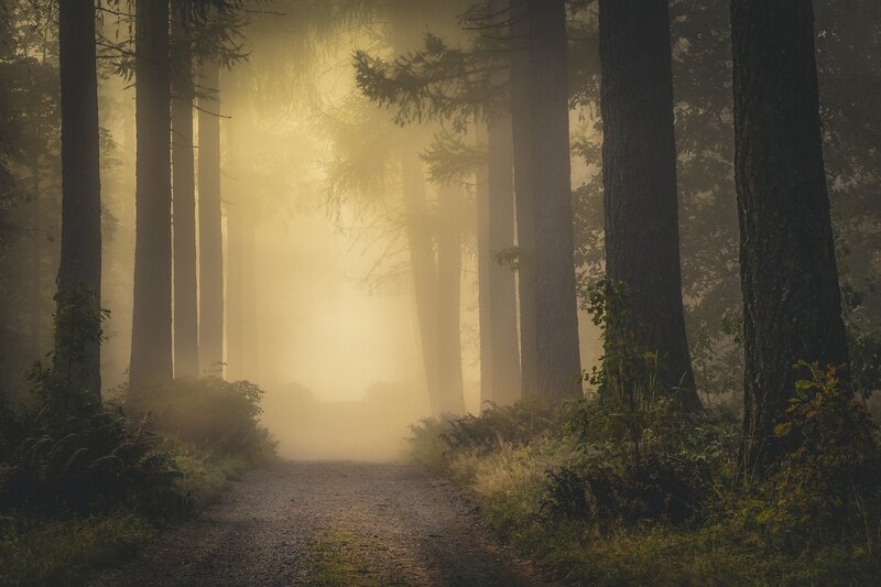 Path Through Misty Forest — Yellow, Morning