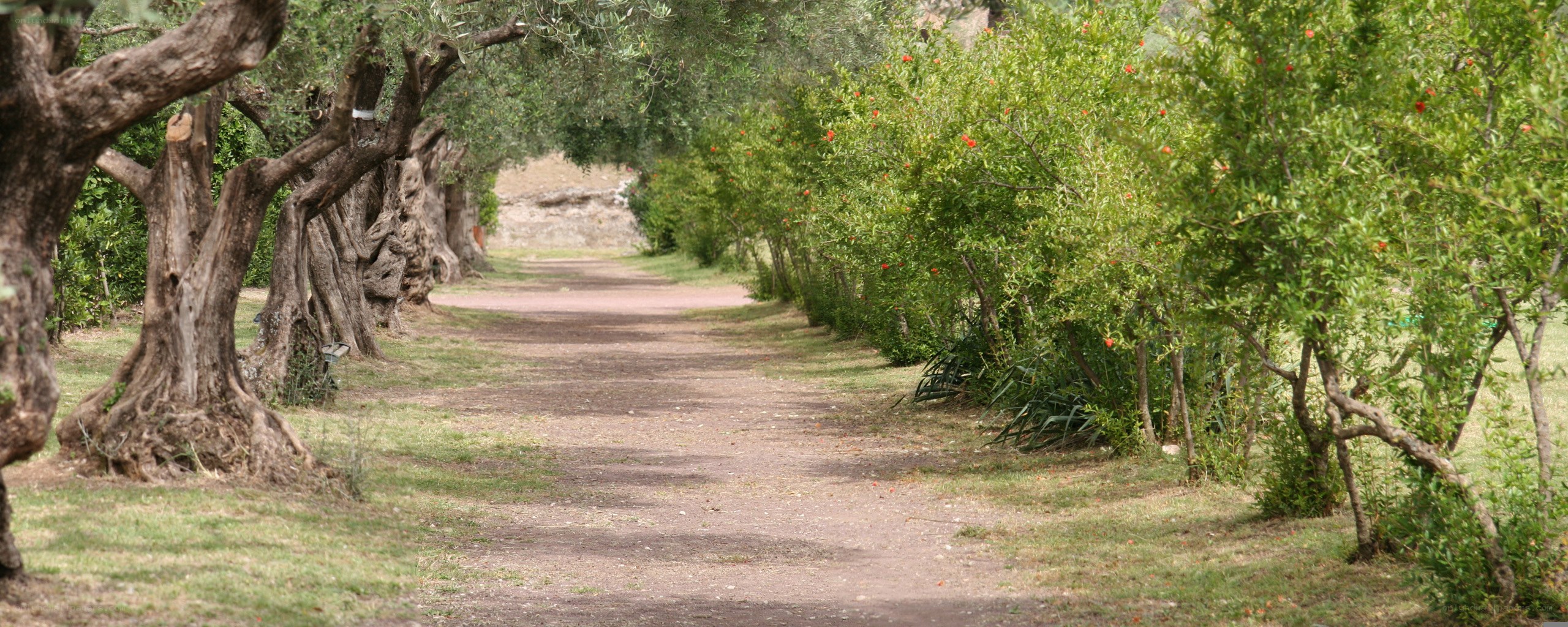 Path through olive grove