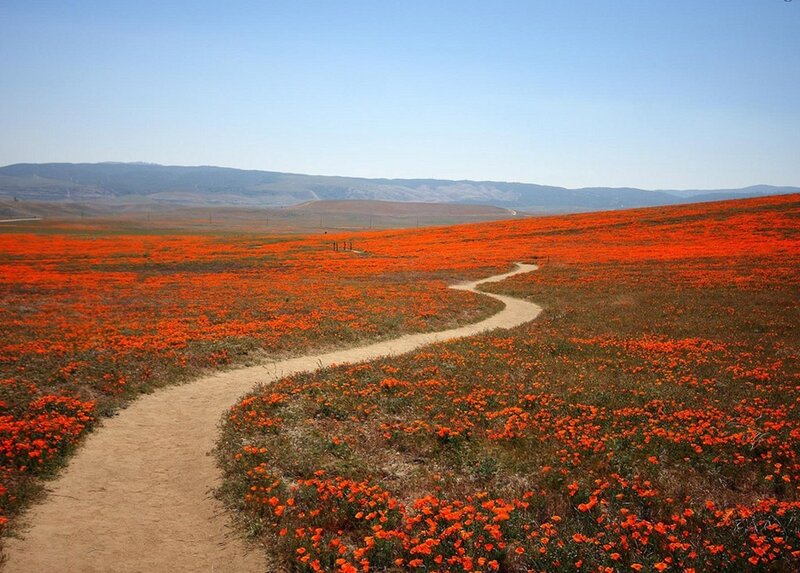 Path through orange flower field